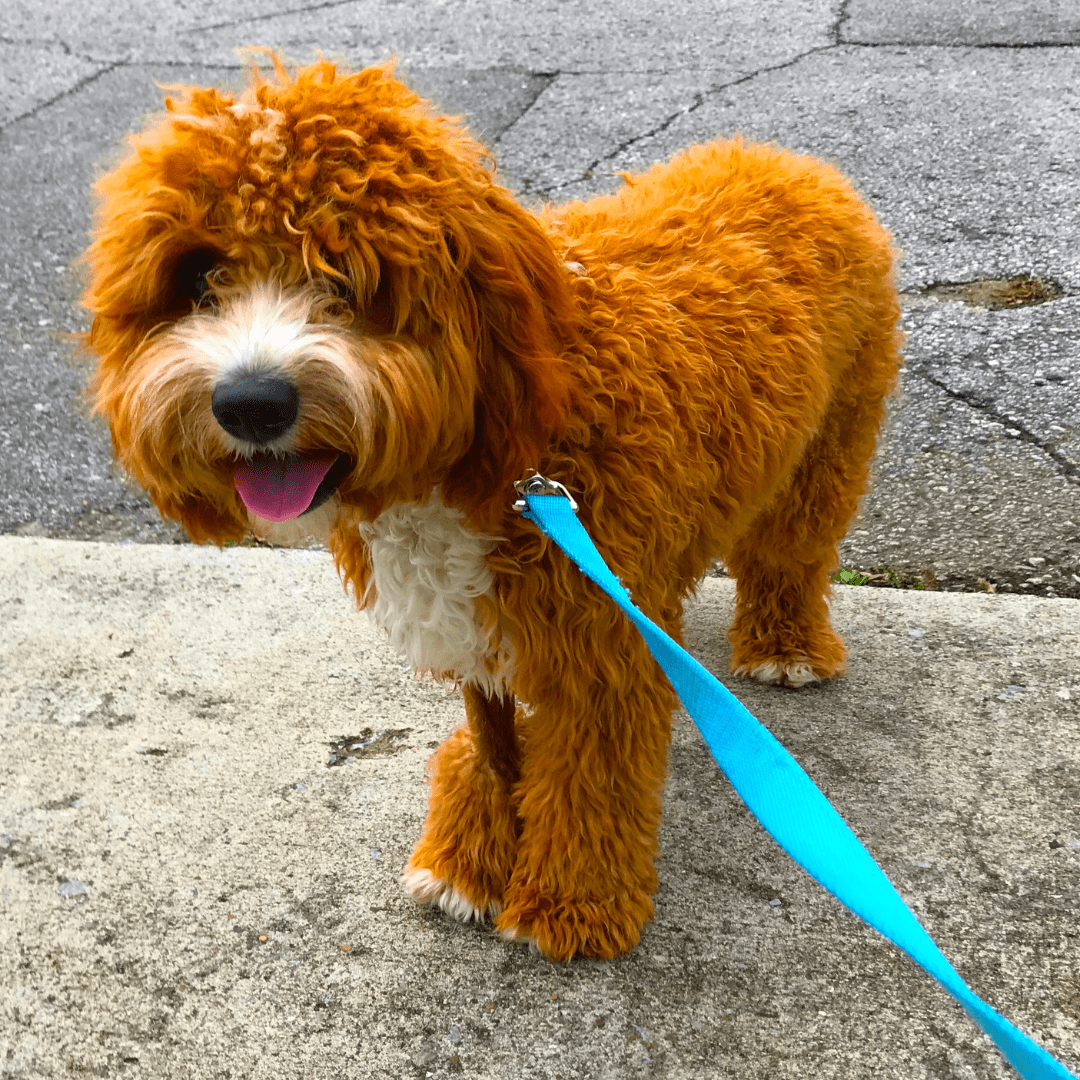 Small brown dog on a blue lead going dog walking with owner.