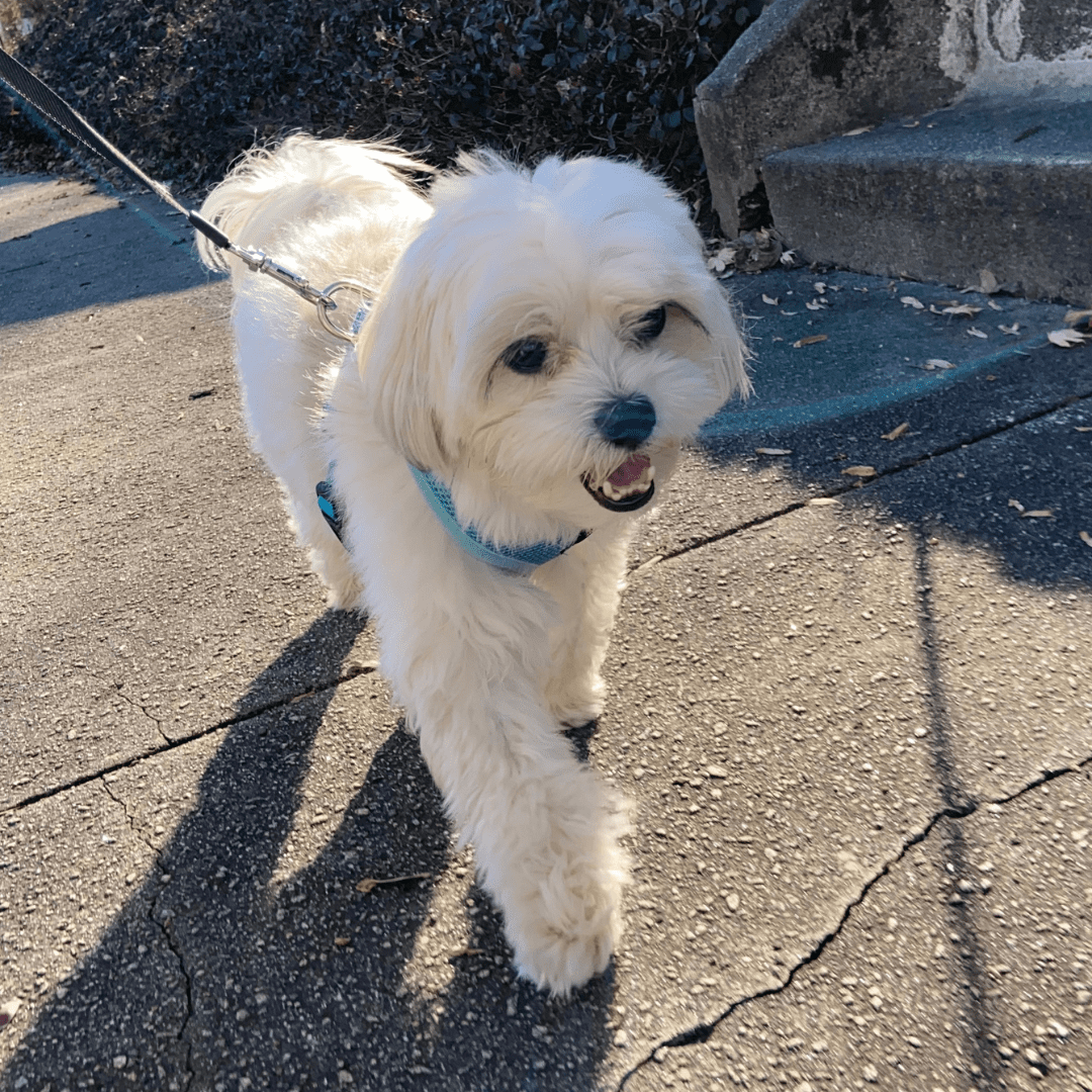 White small dog going dog walking down the street.