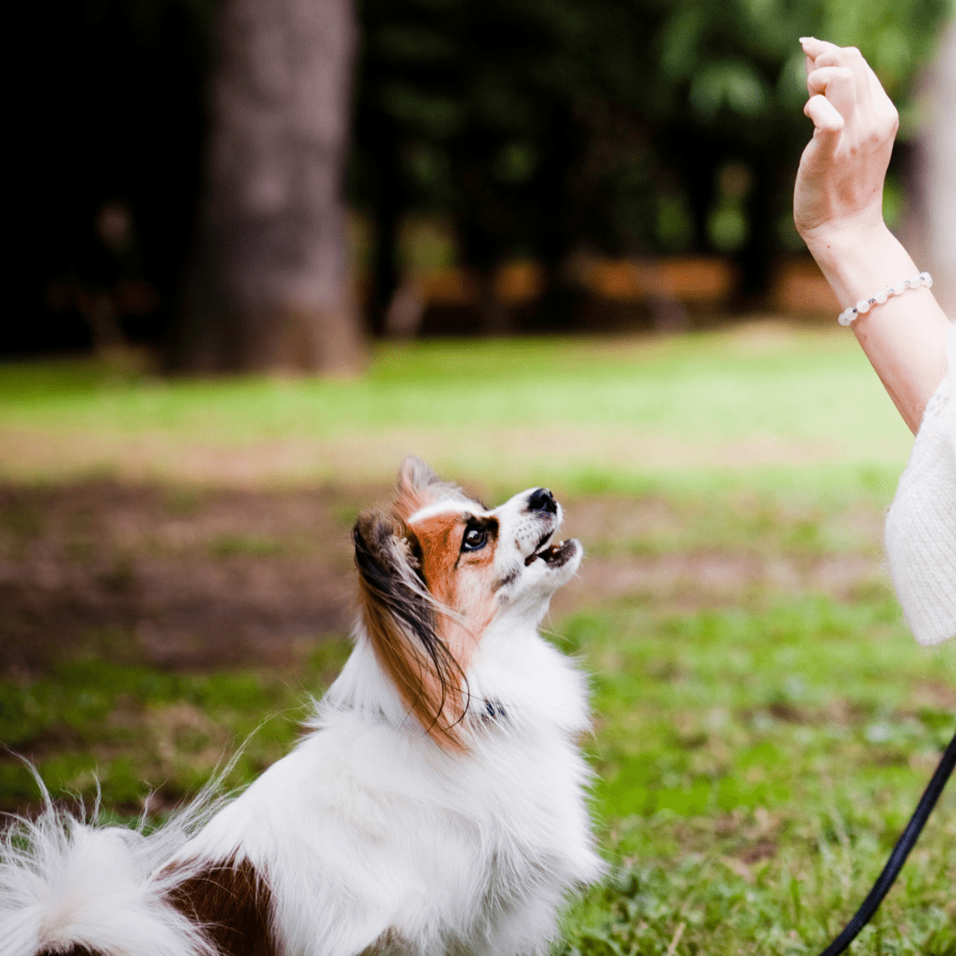 Dog training with positive methods