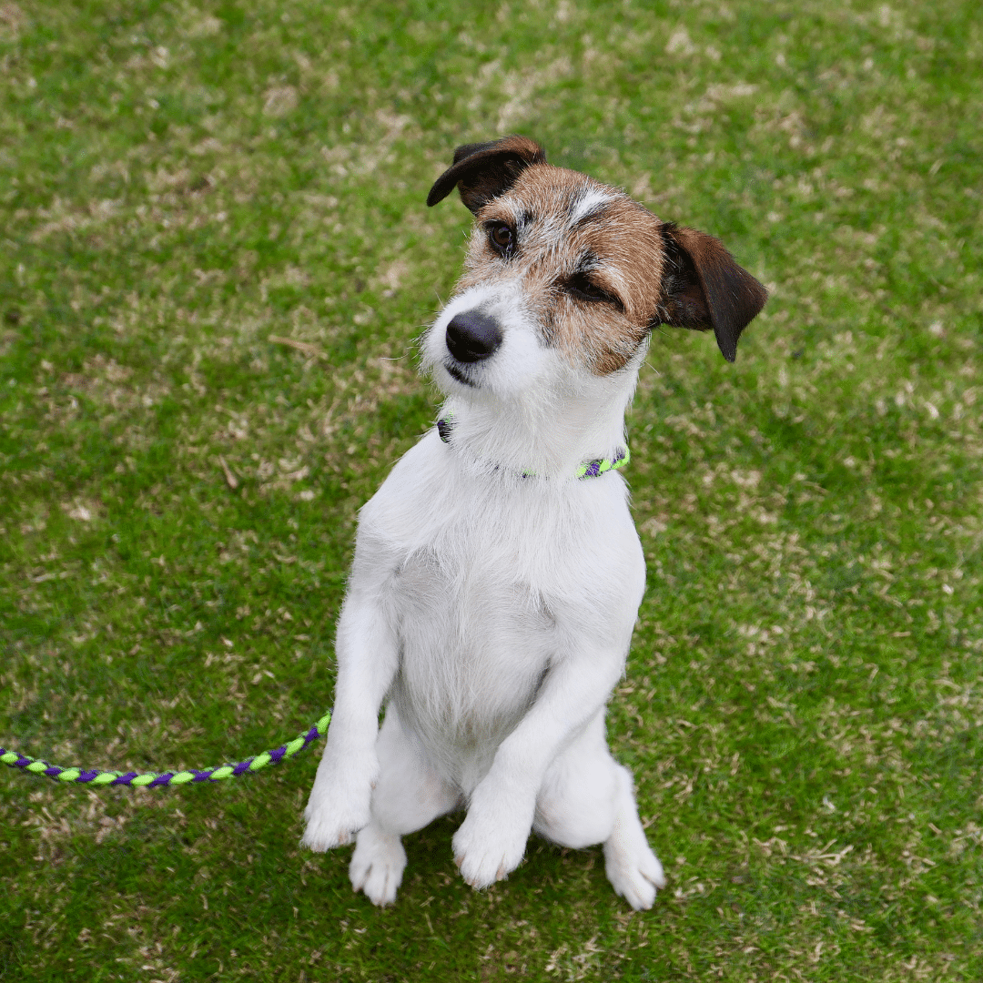 Dog training a small dog on a lead.