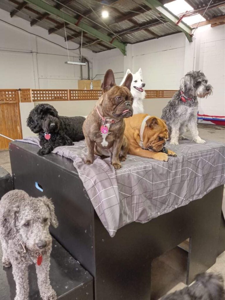 Pack of small dogs resting at kuri city. They are resting on box off the ground.