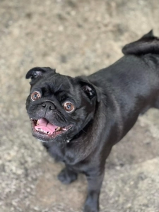 Pug attending Kuri City Doggy Daycare