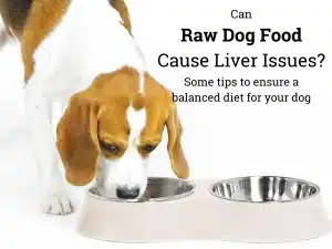 Can Raw Dog Food Cause Liver Issues? Dog eating raw dog food from a bowl