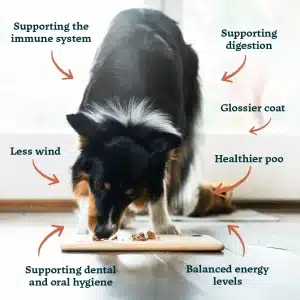 Transition a small dog to a raw food diet.