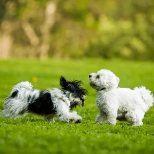 Small dogs playing in daycare