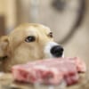 Dog looking at the raw dog food on the bench in a kitchen