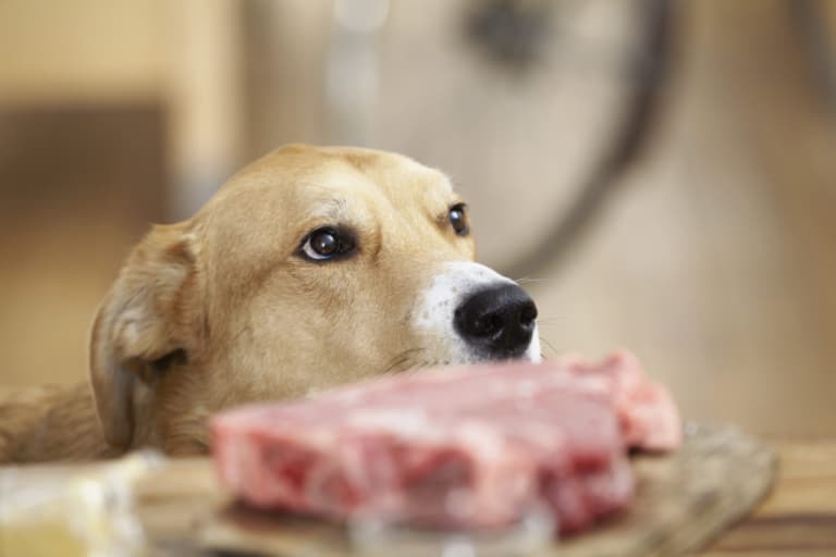 Dog looking at the raw dog food on the bench in a kitchen