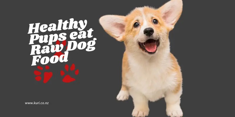 Small corgie puppy with ears up looking happy. Text saying healthy pups eat raw dog food.