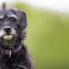 Senior dog close up in outdoors nature