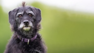 Senior dog close up in outdoors nature