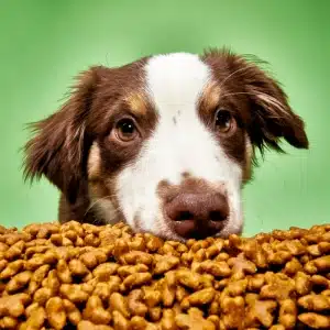 Brown and white dog looking at dry dog food.