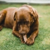 Brown dog eating a raw meaty bone on the grass