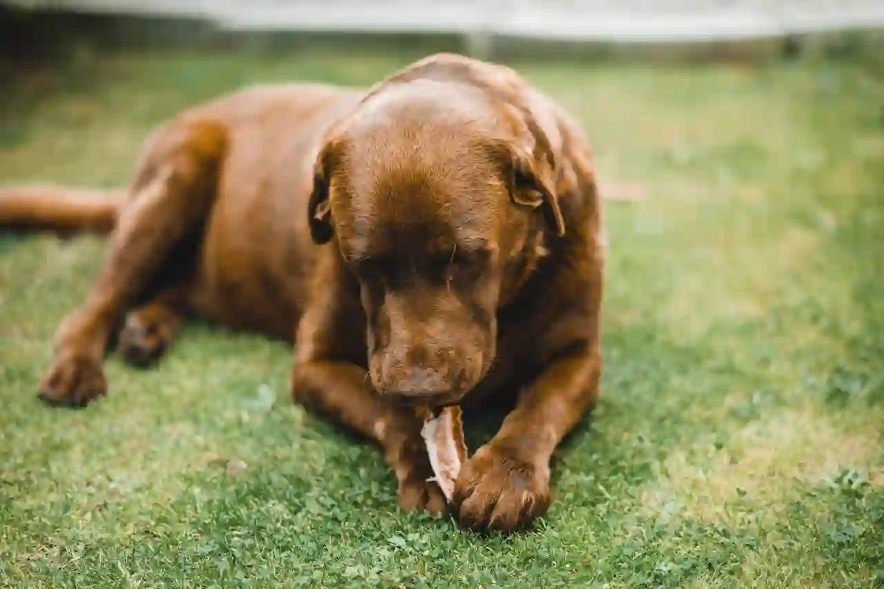 Brown dog eating a raw meaty bone on the grass