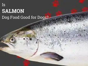 Picture of a salmon with dog prints