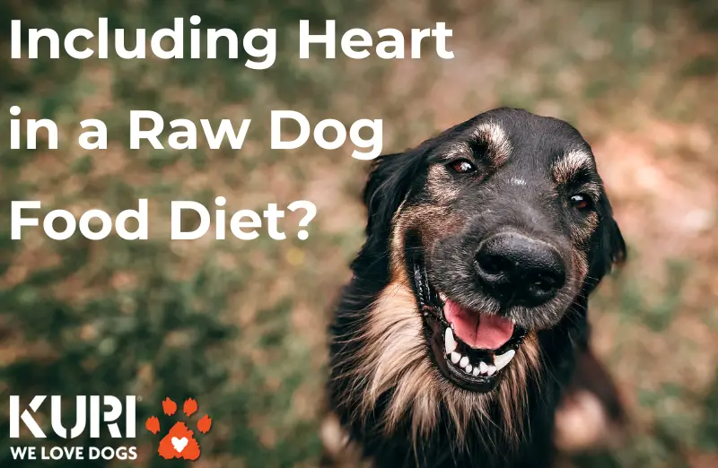 Large dog with open mouth happy to eat heart as part of raw dog food diet