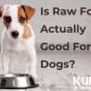 Is Raw Food Actually Good For Dogs?