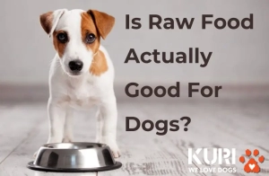 Is Raw Food Actually Good For Dogs?