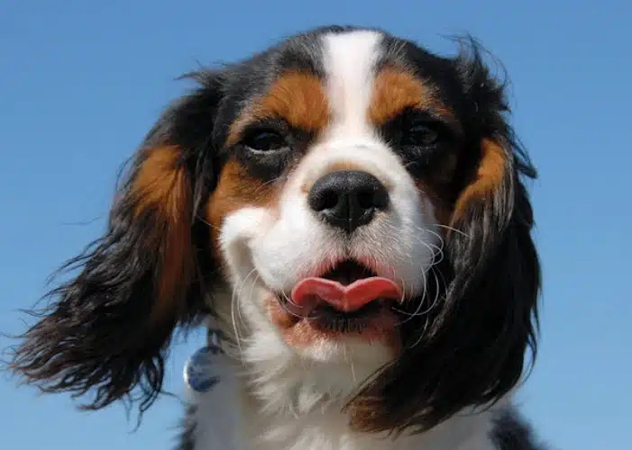 Tricolour cavalier king charles spaniel outside with blue sky