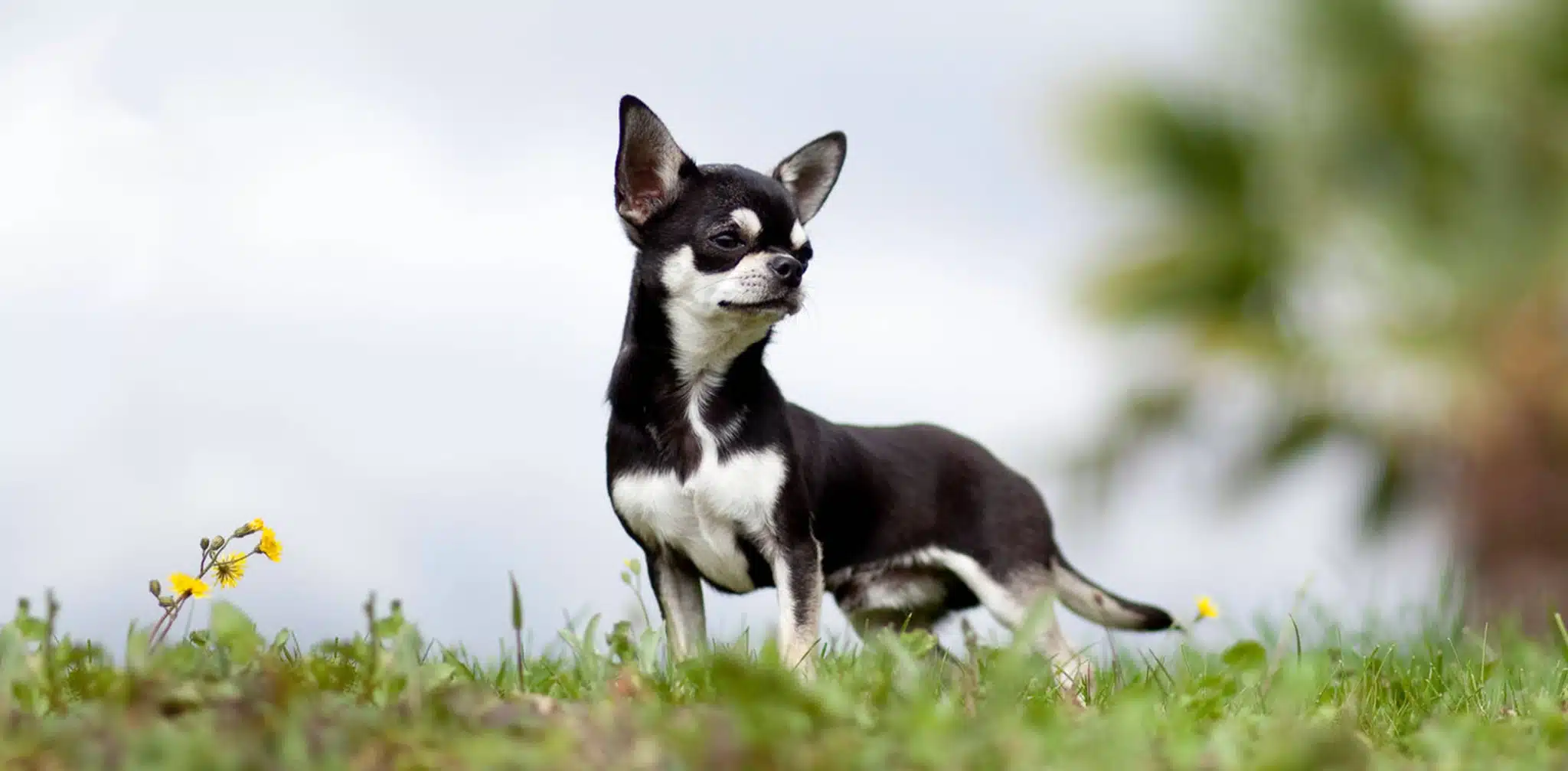 Chihuahua standing on grass outside