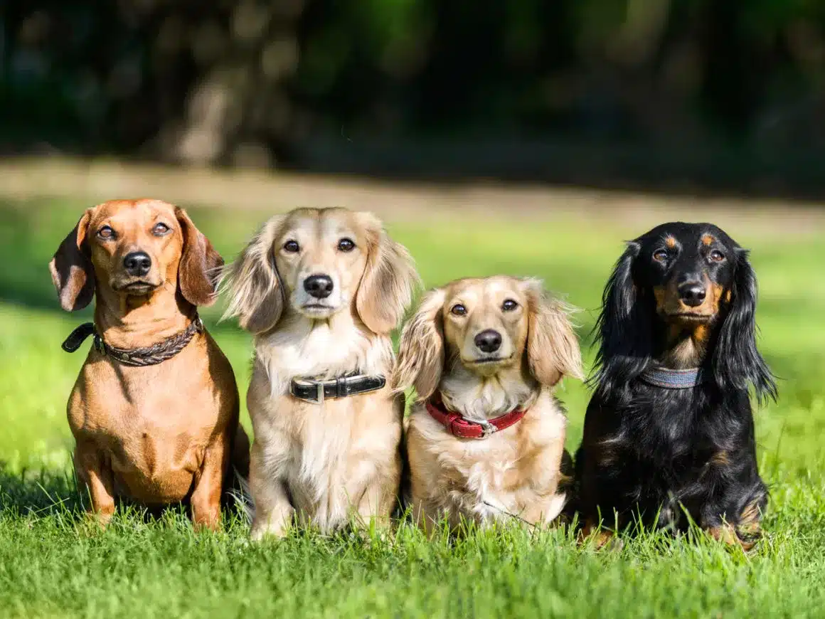 Group of dachshunds in a field. Different colours and hair lengths