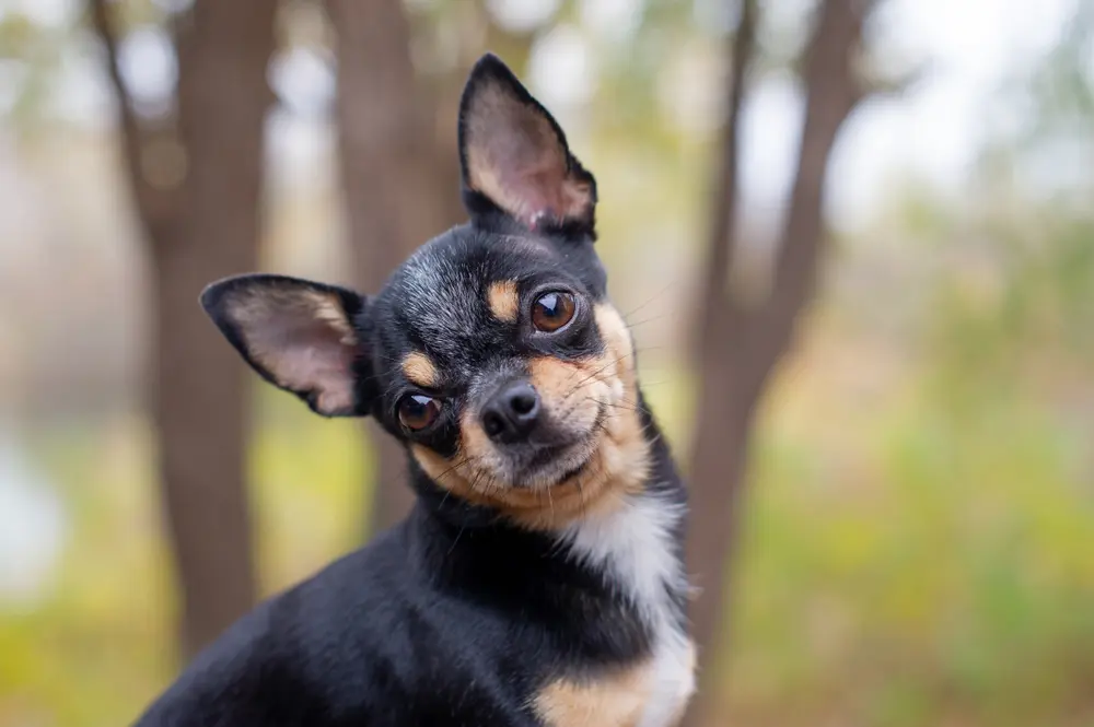 Chihuahua in the woods looking at you