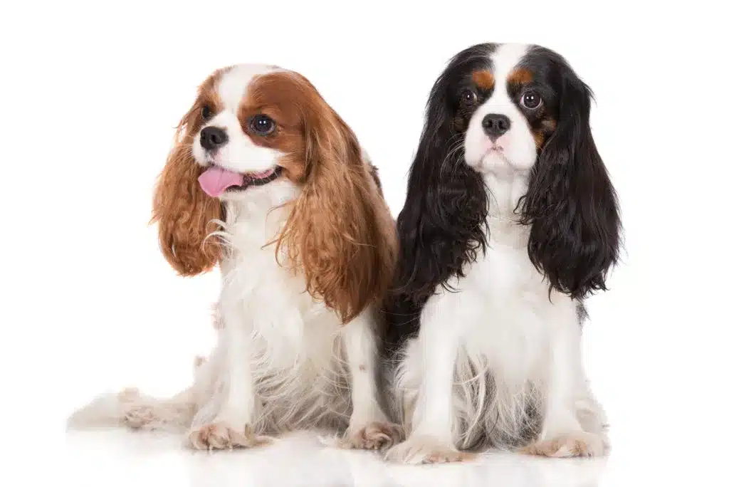 Two Cavalier King Charles Spaniels sitting together. One is brown and white the other is black and white