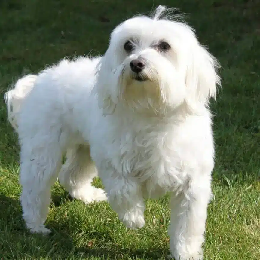 Maltese dog outside on the grass