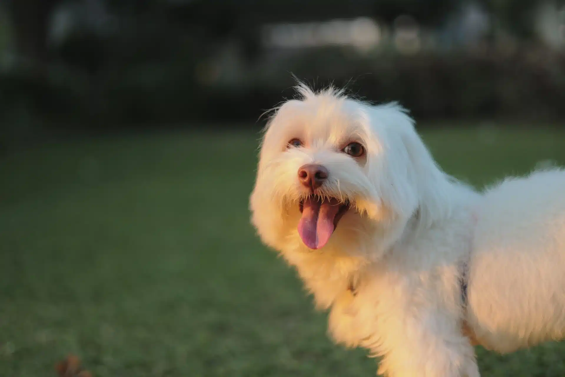 Maltese in the sunset background of green grass