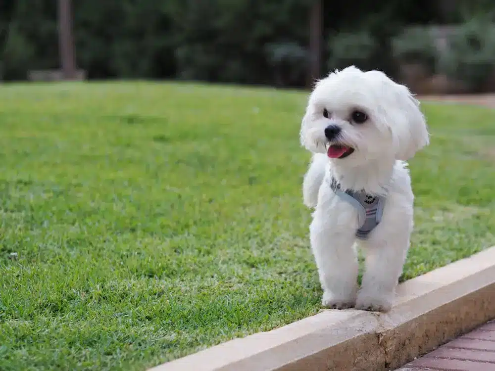 Maltese on a grass lawn