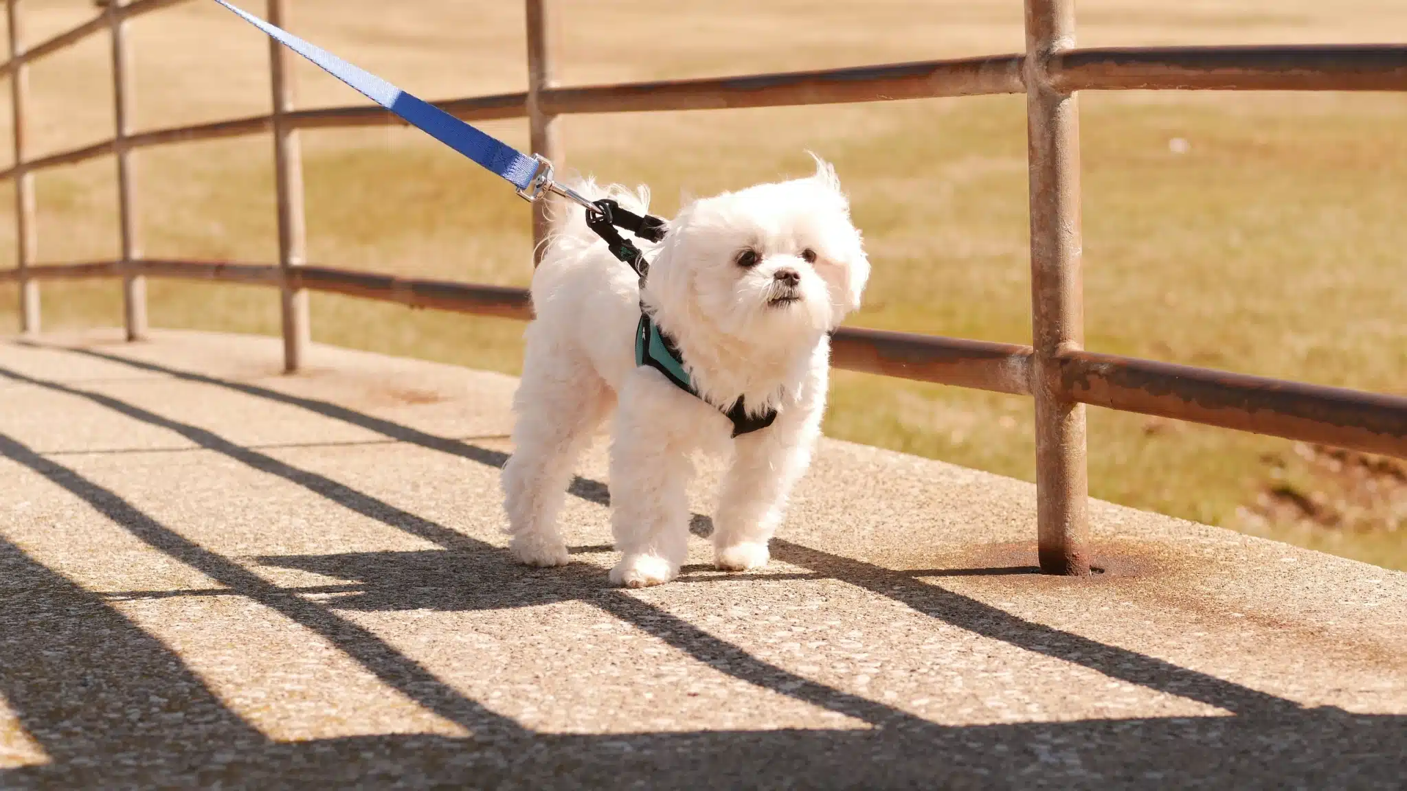 Maltese going for a walk in the sunshine. Pulling on the lead