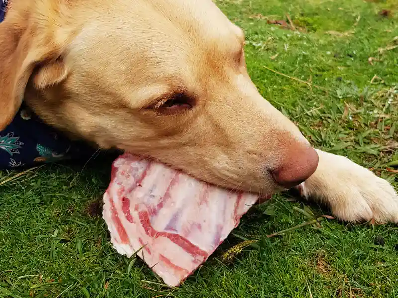 dog eating a raw dog bone