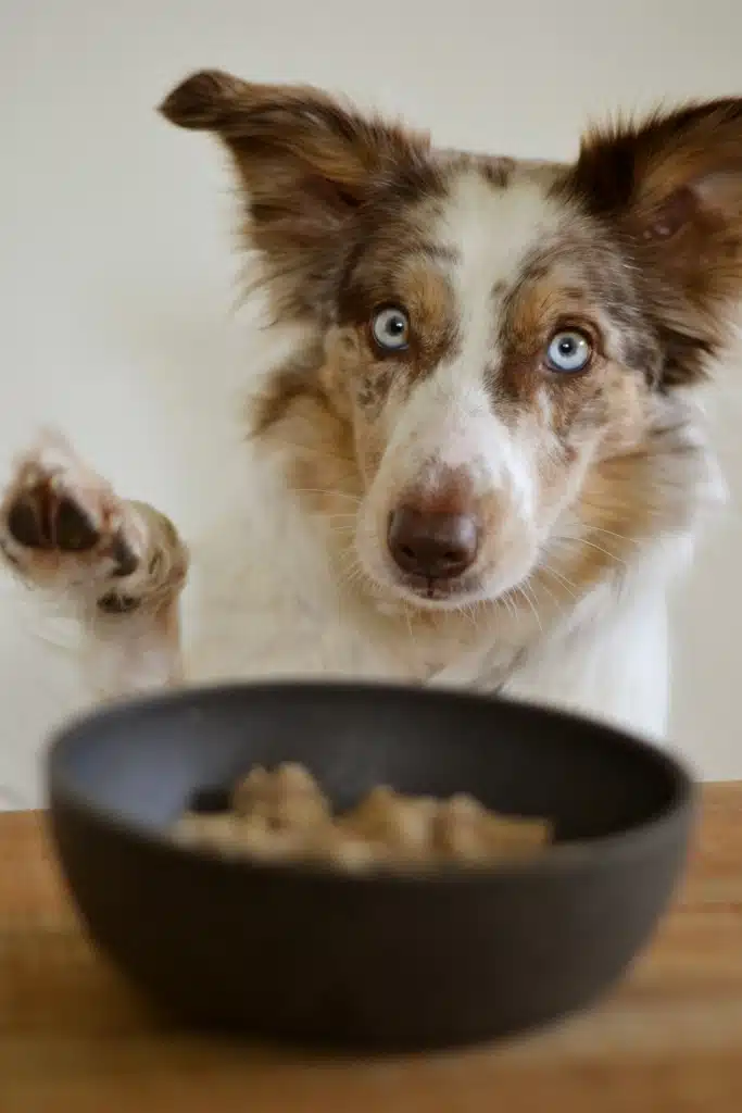 Dog looking at a bowl of dog food