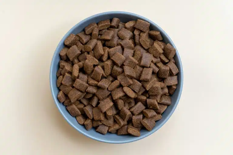 Dog kibble in a bowl