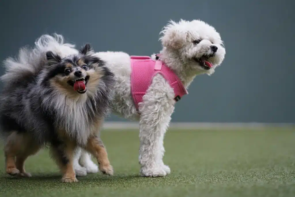 Two puppies playing with a ball.