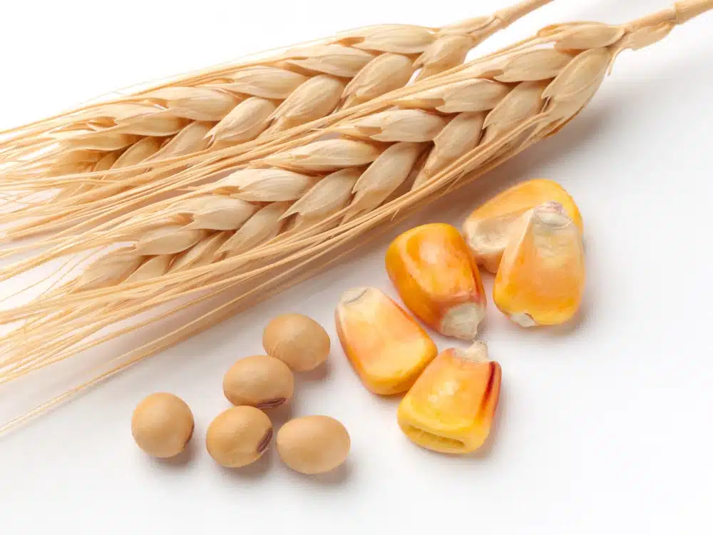 a wheat head, soy beans and corn kernels