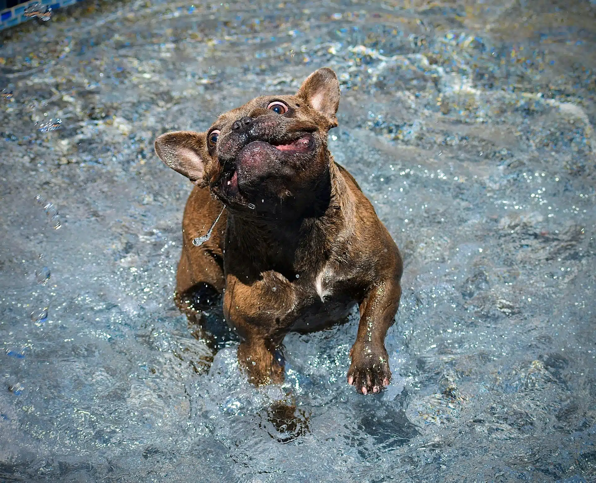 French Bulldog in a shallow pool playing.