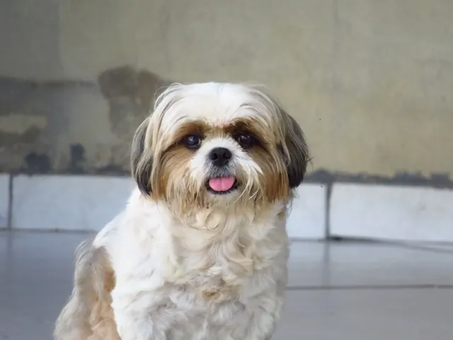 Shih Tzu inside. Tan and white