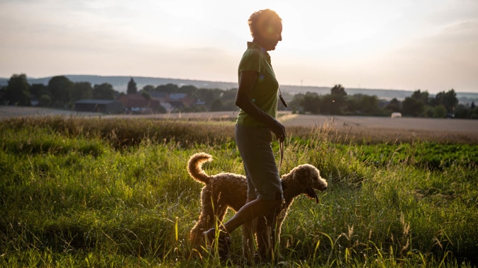 dog walking in long grass