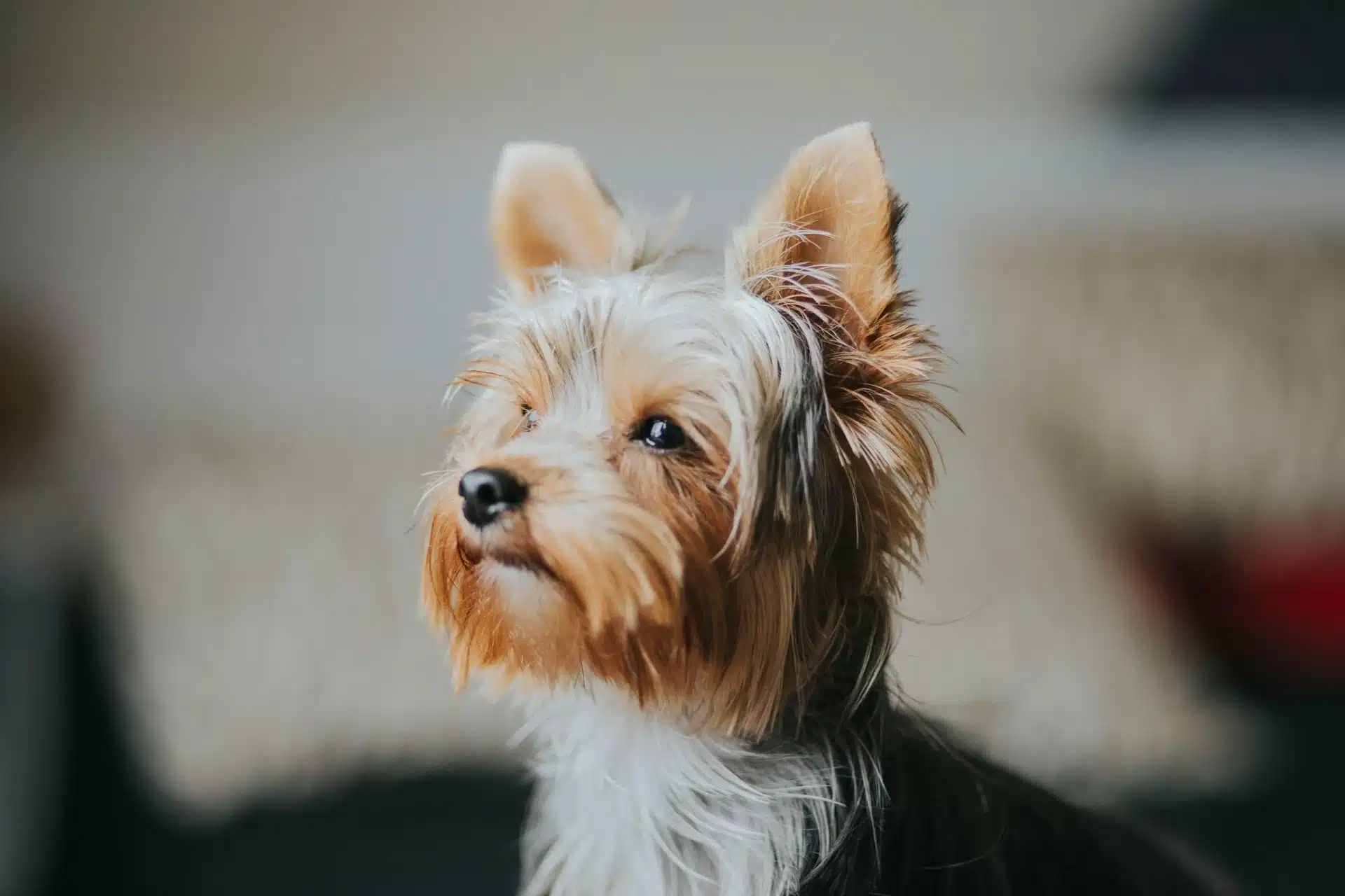 Inside Yorkshire terrier with ears up