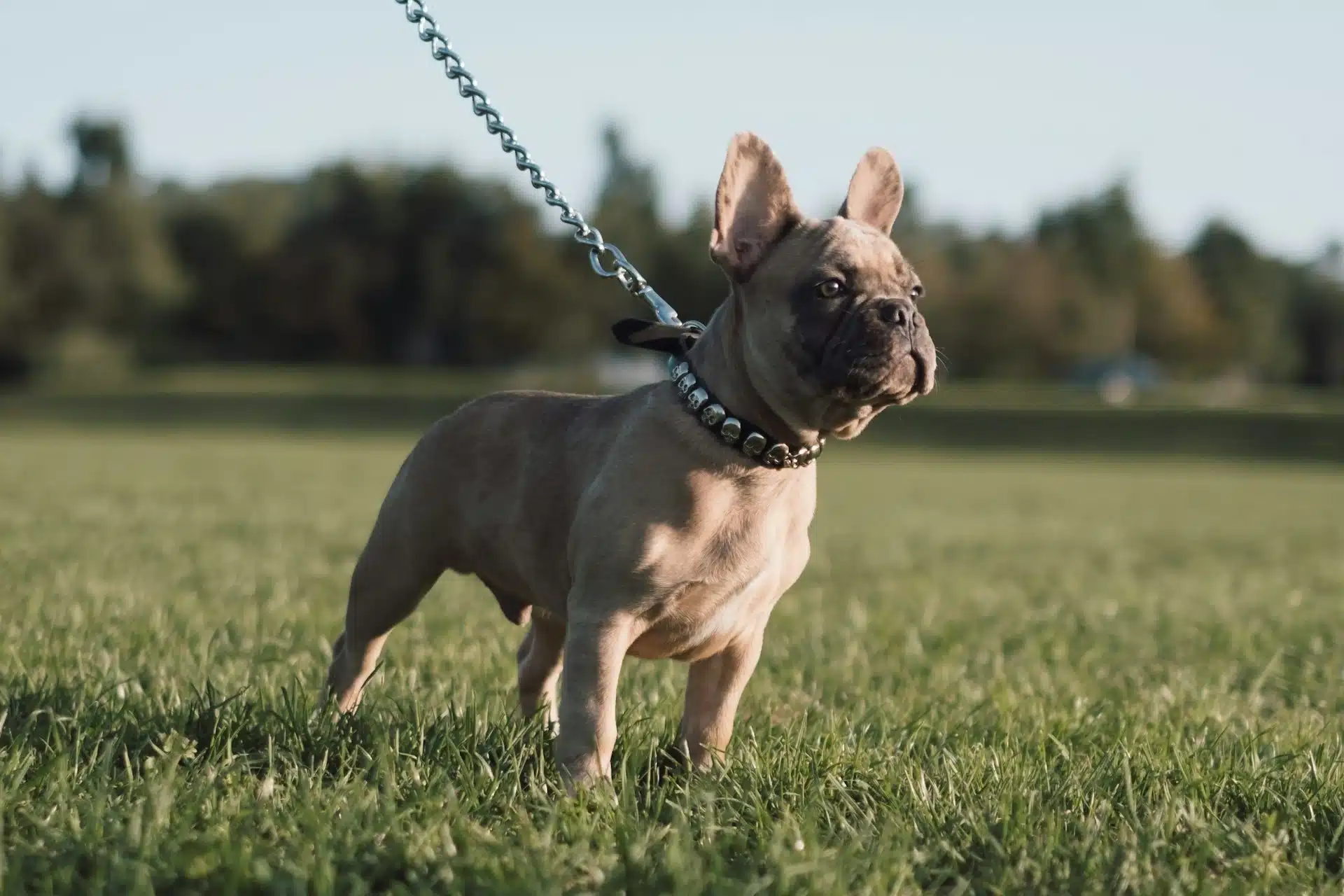 French Bulldog walking on a lead with a harness on