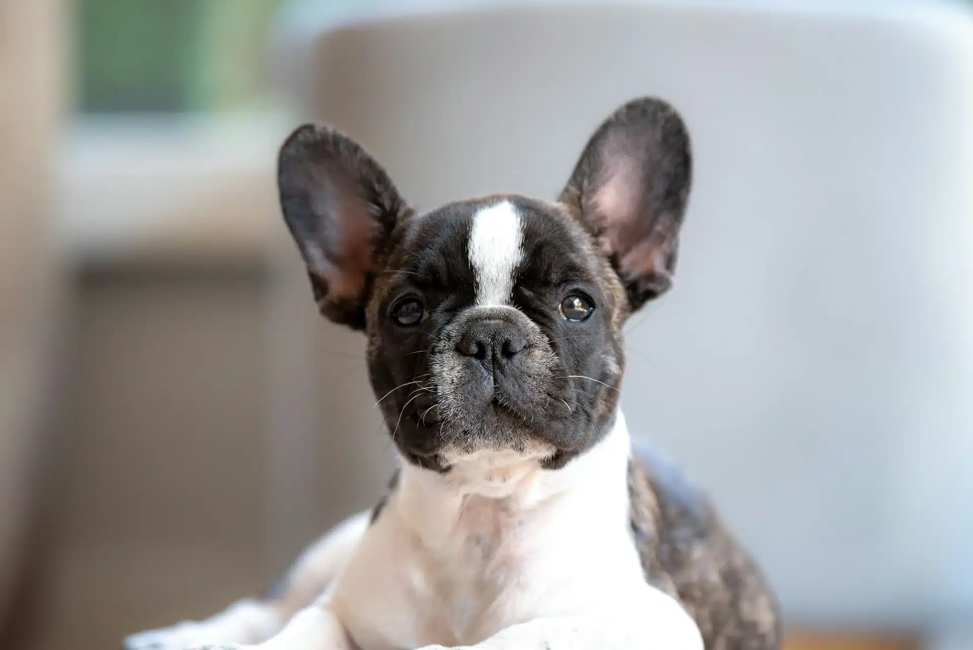 French Bulldog inside lying on its bed.