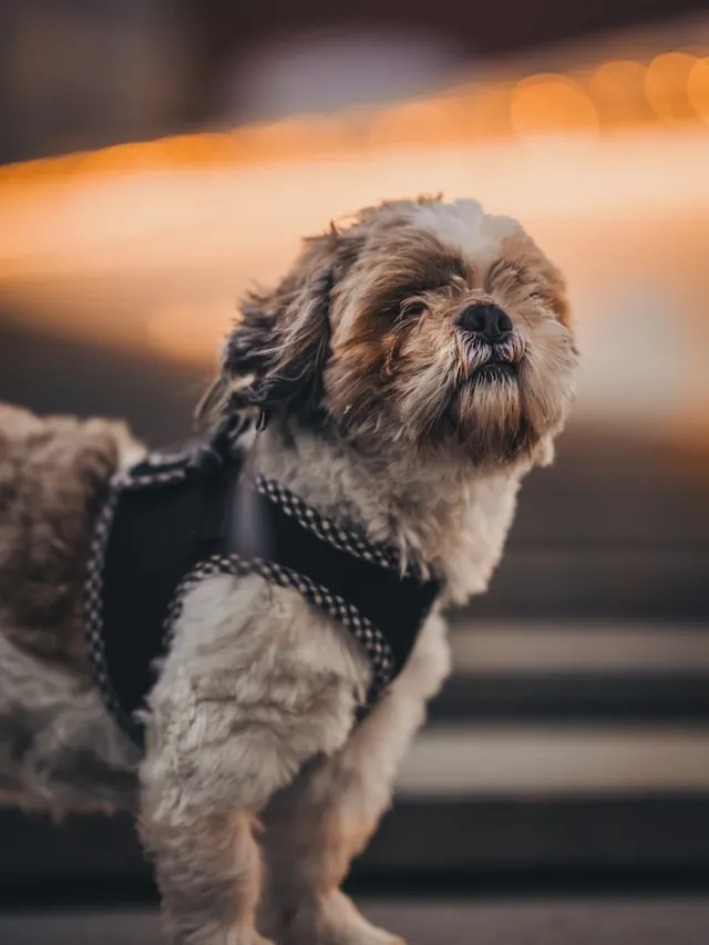 Shih Tzu in a harness