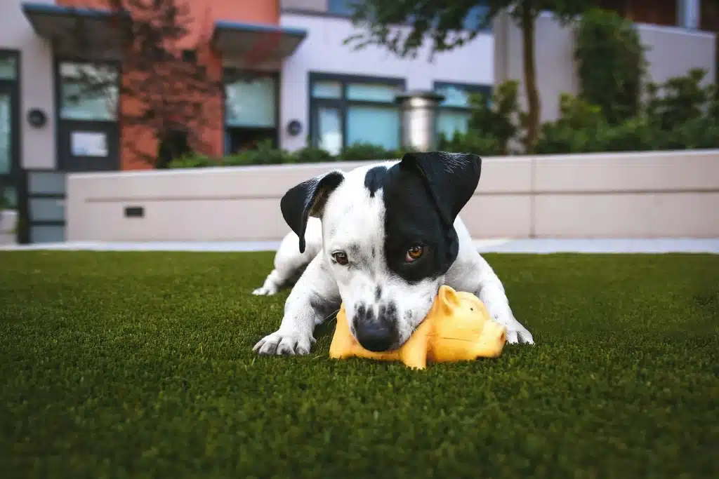 Black and white puppy playing with a ball.