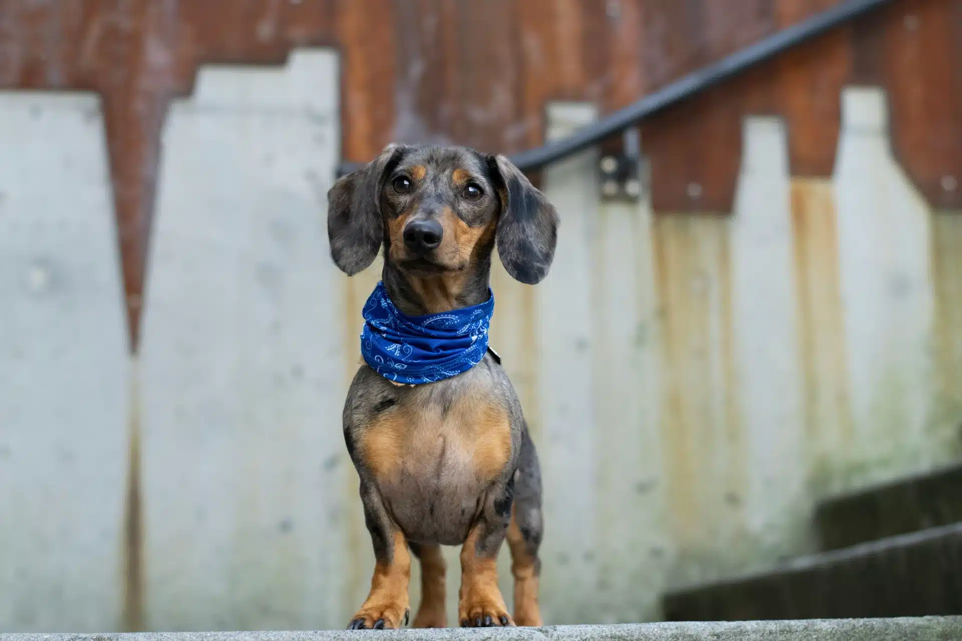 Black and tan Dachshund standing on stairs