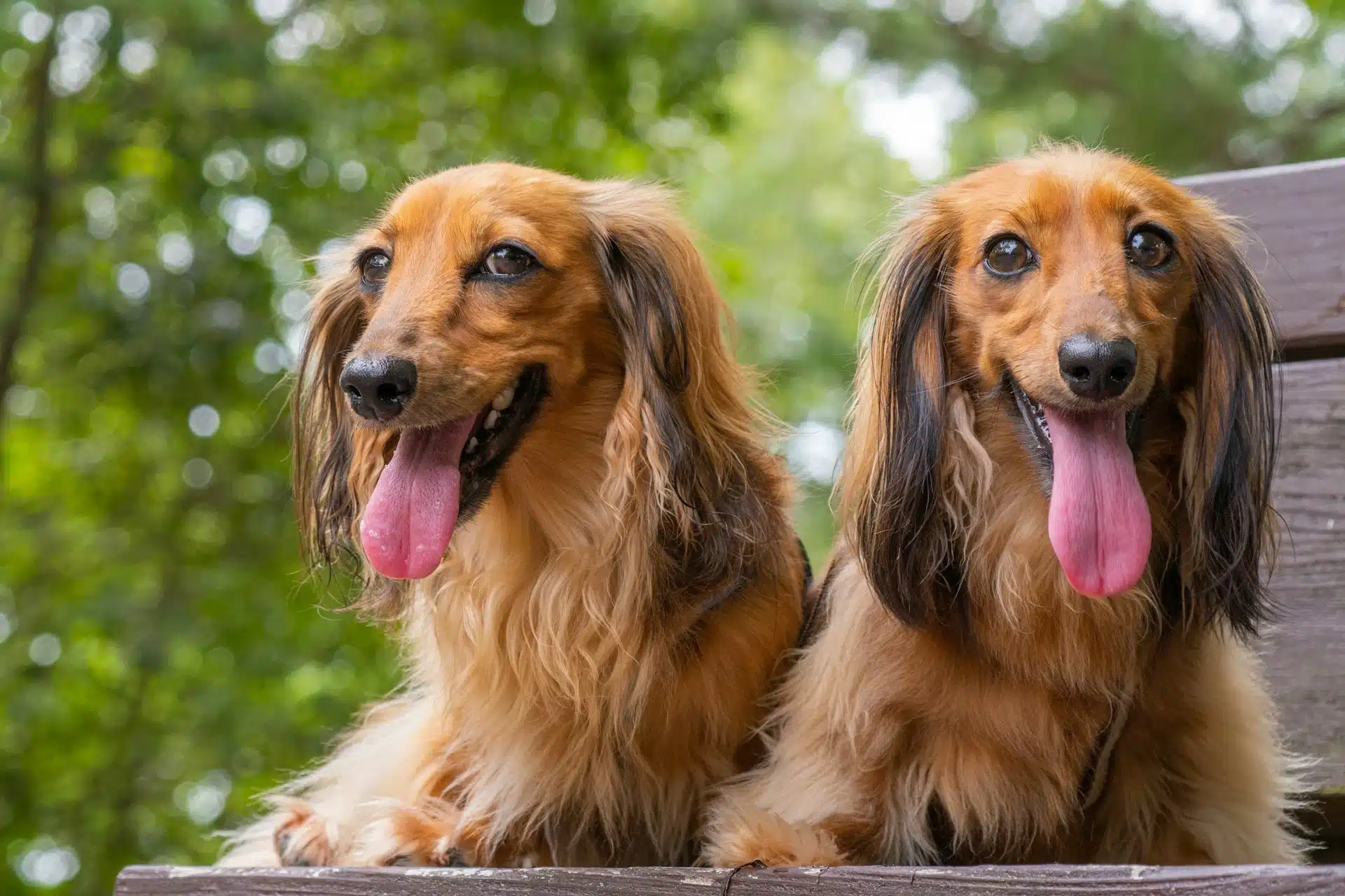 longhaired dachshunds in the outdoors