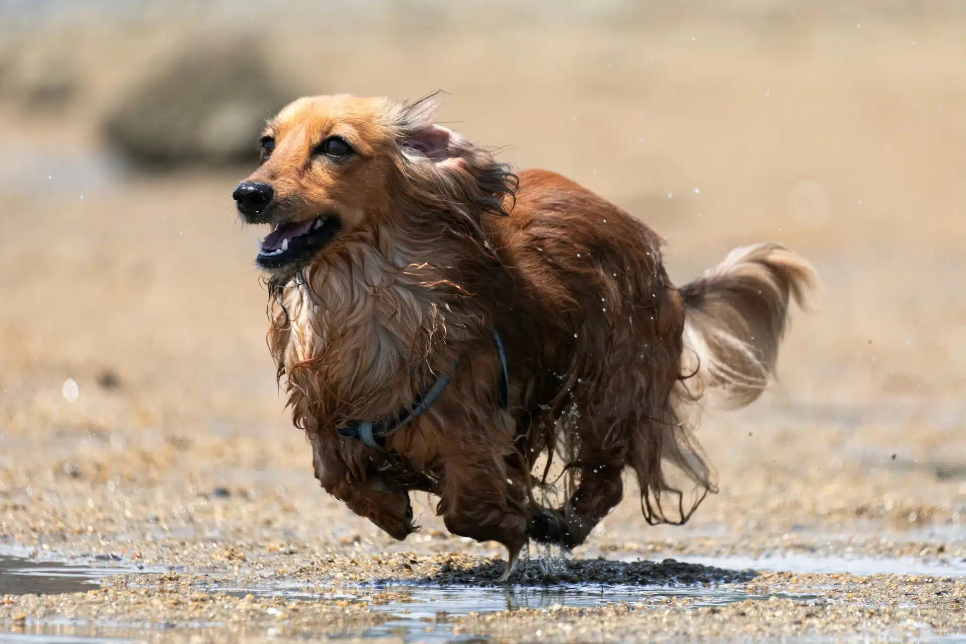 Longhaired dachshund running on the beach