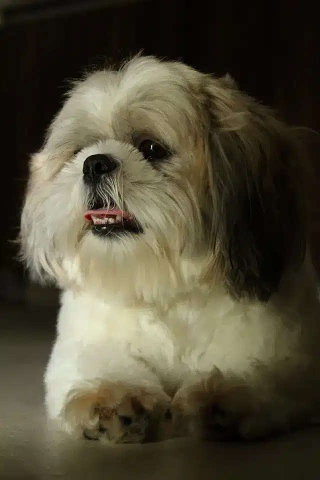 Close up shot of a Shih Tzu