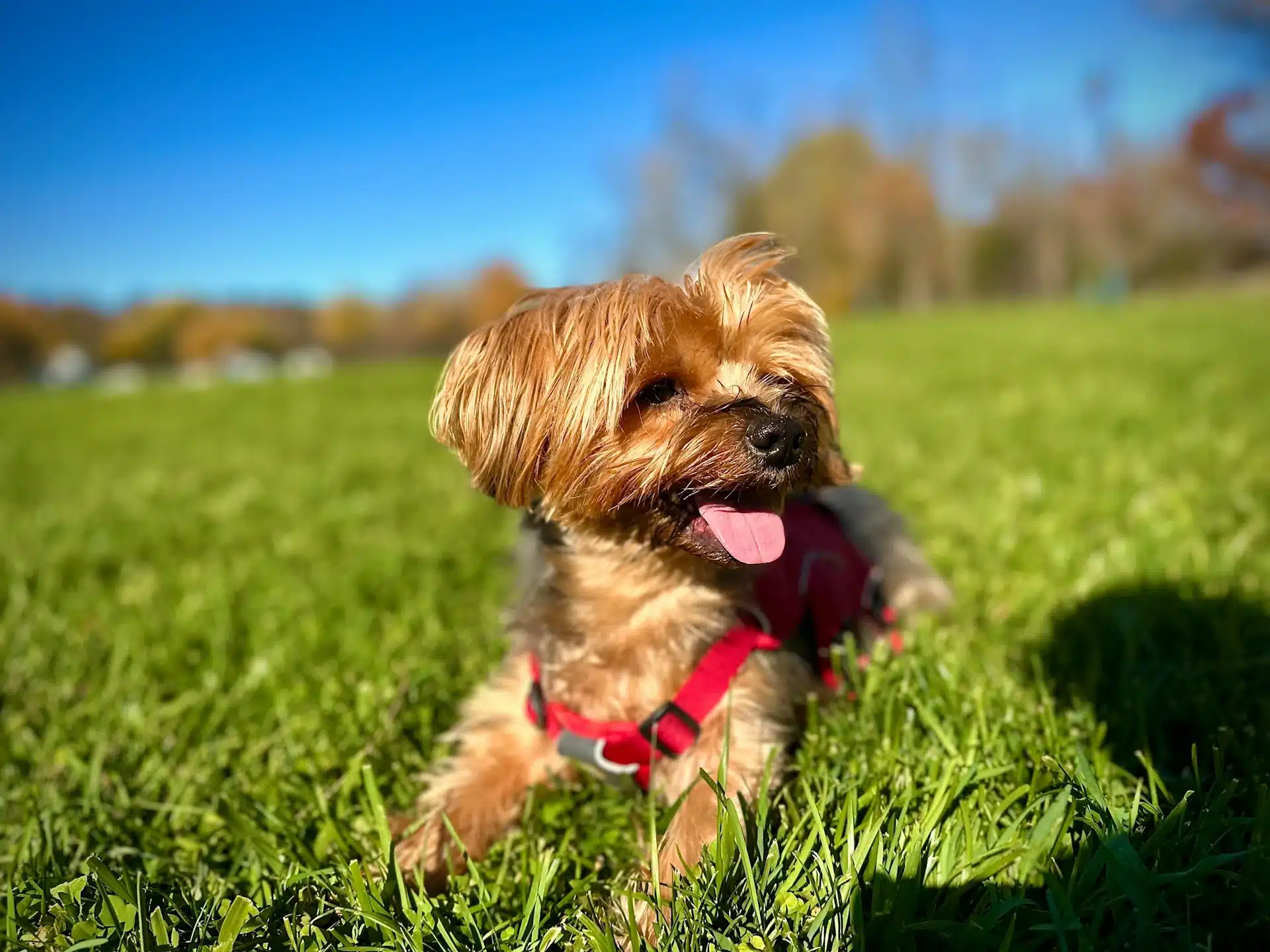 Yorkshire terrier sitting outside on the grass after exercise. Panting