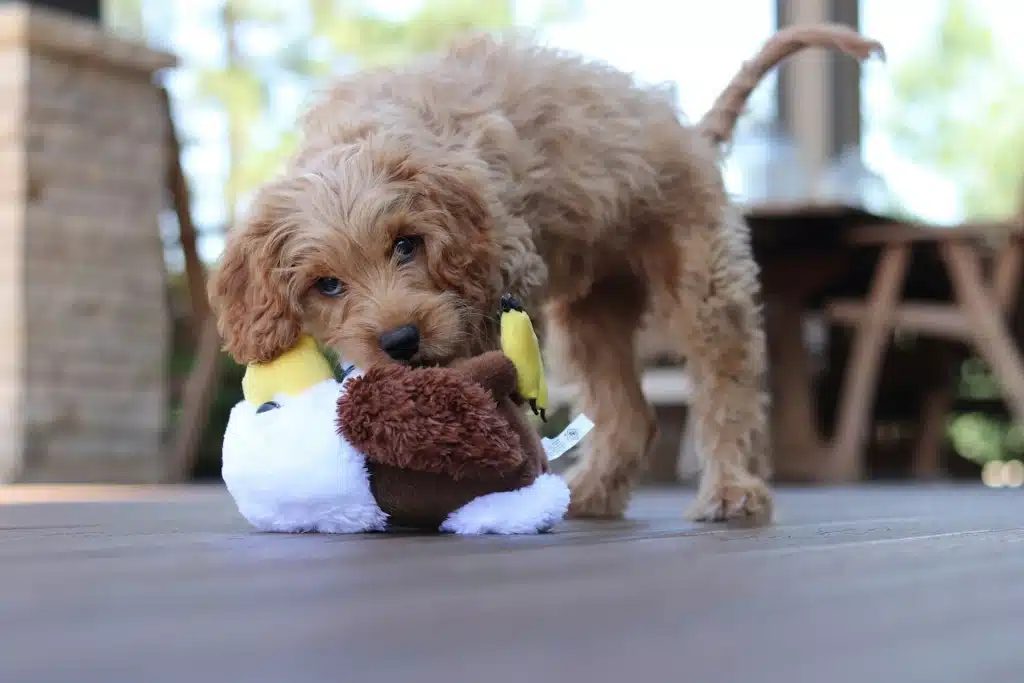 Doodle puppy playing with a soft toy