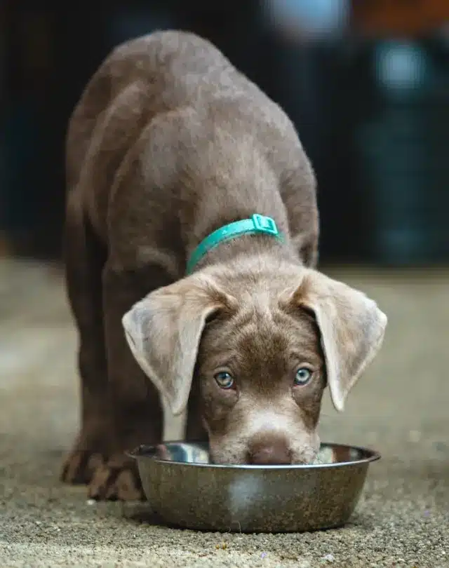 a dog drinking from a water bowl